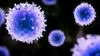 斯坦福大学：对抗COVID-19 关键在杀伤性T 细胞，抗体容易被愚弄
