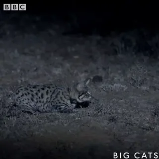 世界上最致命的猫--非洲黑足猫