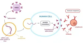 欧盟曝mRNA 疫苗三大新副作用,美国FDA:没有看到相关案例
