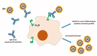 打了疫苗有抗体就能免疫?来看看什么是ADE抗体依赖性增强作用