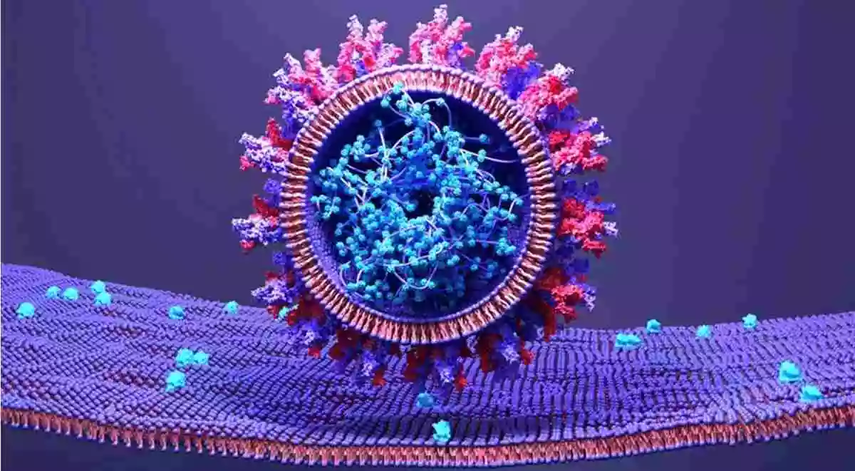 HRSAce2受体以防止 SARS-CoV-2 (COVID-19) 病毒攻击人类细胞